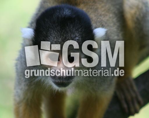 Totenkopfäffchen-001.jpg